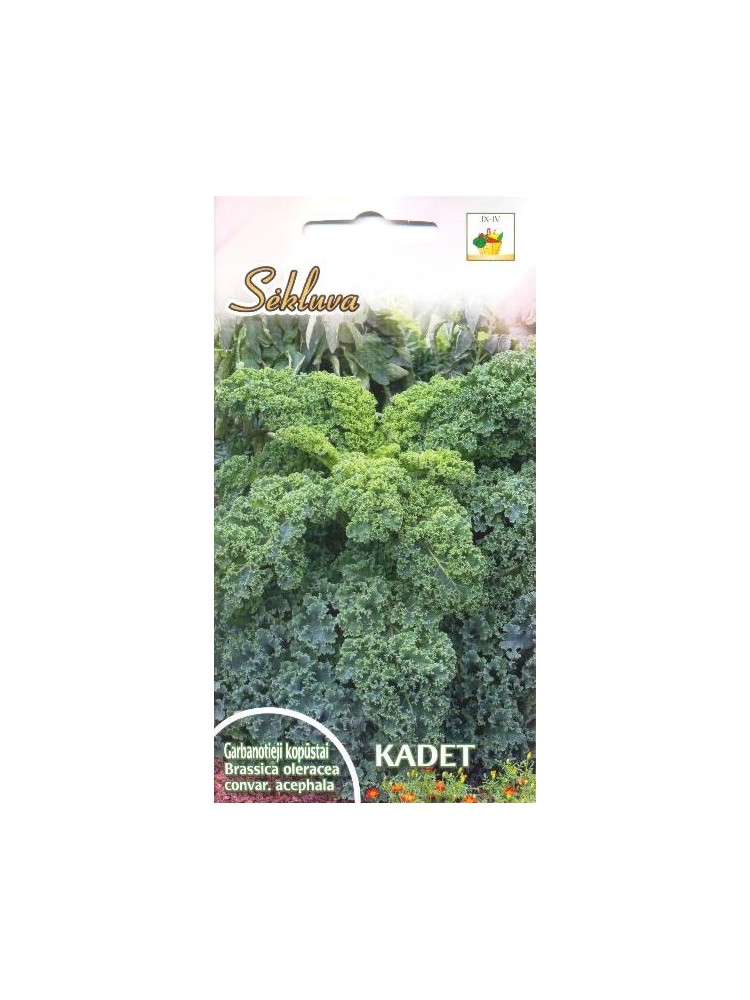 Kale 'Kadet' 1 g