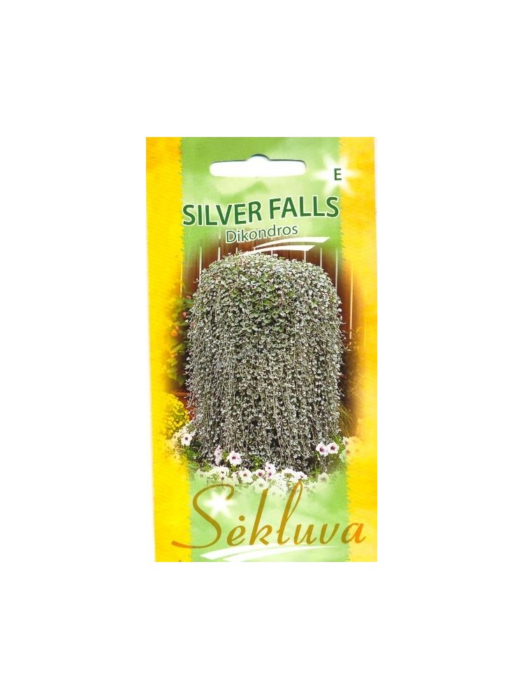 Dichondra argentea 'Silver Falls' 10 graines