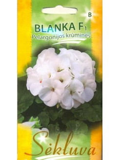 Zonal geraniums 'Blanka' H, 5 seeds