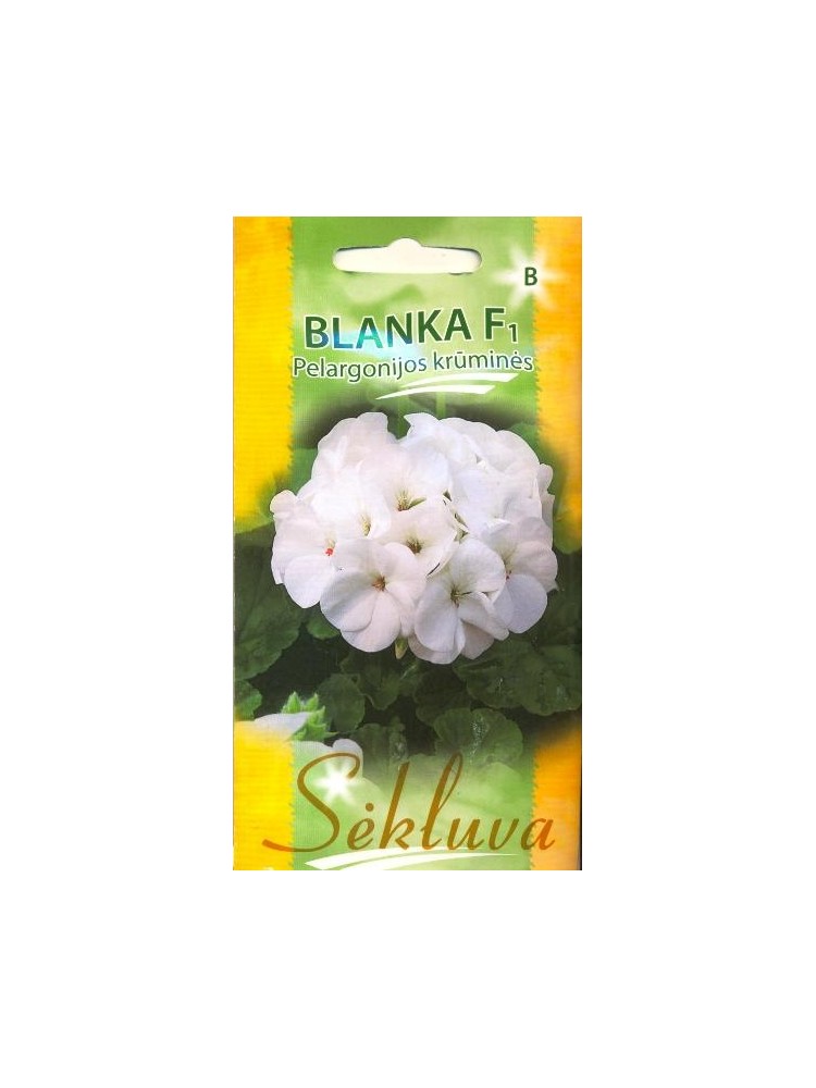 Пеларгония зональная 'Blanka' H, 5 семян