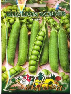 Gartenerbse 'Kelvedon Wonder' 60 g