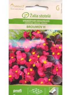 Бегония вечноцветущая 'Broumov' H, 50 семян