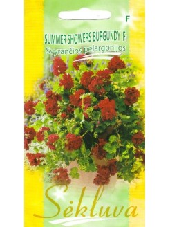 Vairogveida pelargonija 'Summer Showers Burgundy' H, 5 sēklas