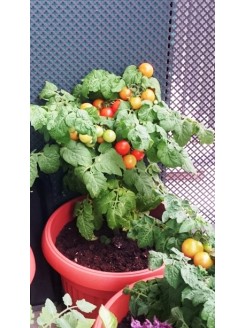 Ēdamais tomāts 'Balconi Red' H, 15 sēklas 