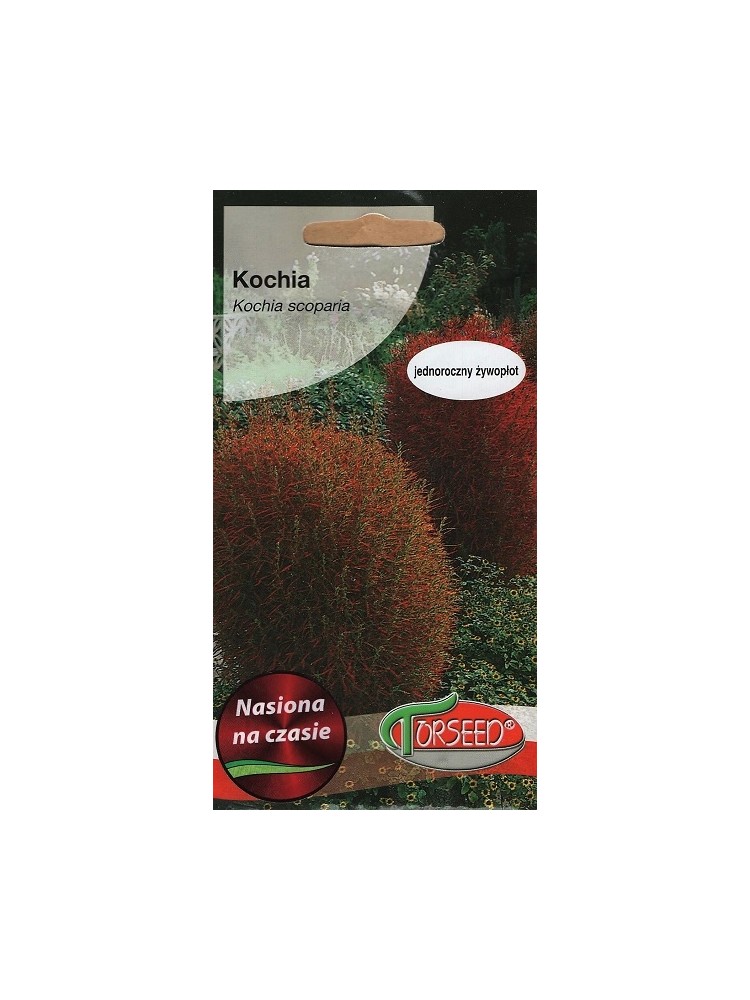 Kochia 4 g