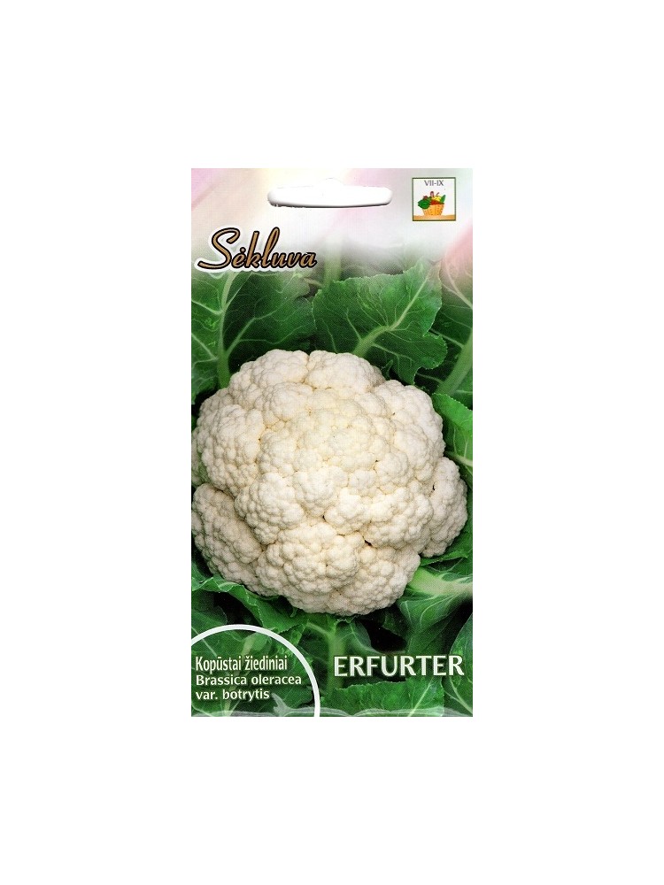 Cauliflower 'Erfurter' 1 g