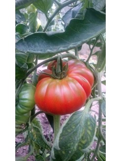 Tomate 'Brutus' 0,2 g