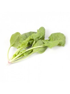 Spinach 'Puma' H, 400 seeds