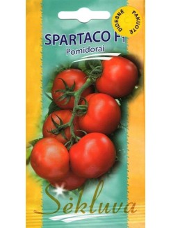 Pomodoro 'Spartaco' H, 100 semi