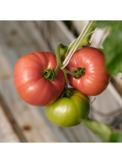 Ēdamais tomāts 'Esmira' H, 100 sēklas