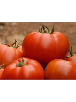 Tomato 'Belle' H, 250 seeds