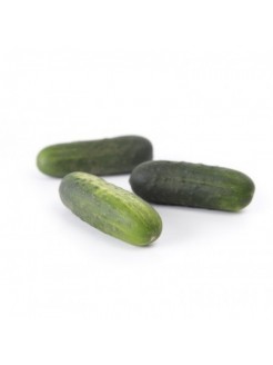 Cucumber 'Gershwin RZ' H, 100 seeds
