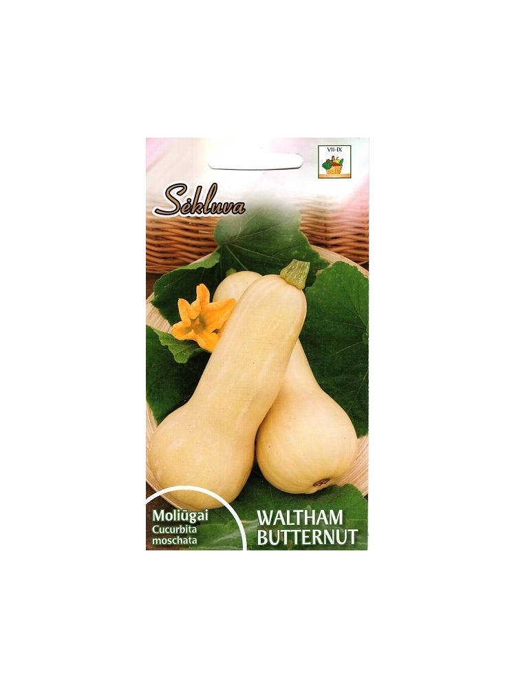 Butternut squash 'Waltham Butternut' 1 g