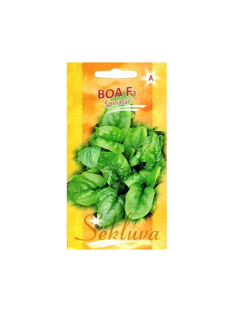 Spinach 'Boa' H, 5 g