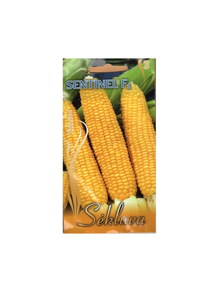 Maize 'Sentinel' H, 15 seeds