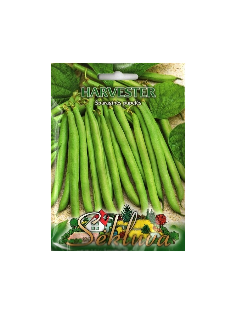 Common bean 'Harvester' 50 g