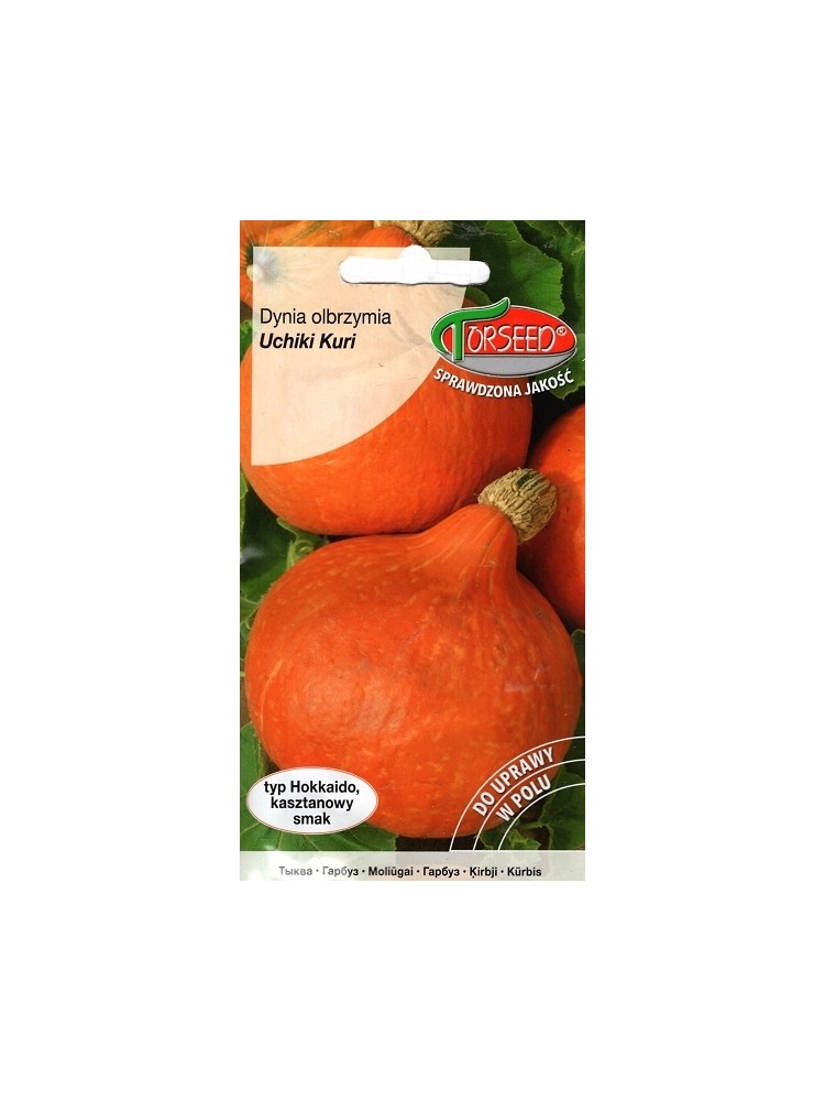 Zucca dolce 'Uchiki Kuri' 2 g