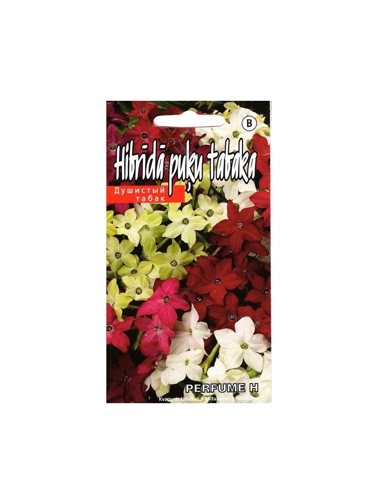 Nicotiana × sanderae 'Perfume' H, 30 seeds