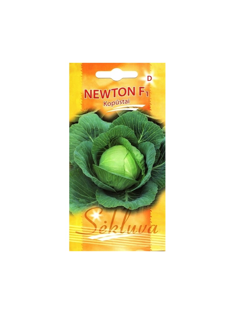 White cabbage 'Newton' H, 25 seeds