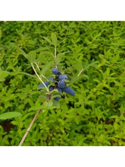Chèvrefeuille bleu, 1 plante