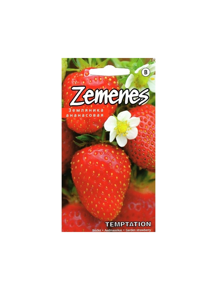 Garden strawberry 'Temptation' 10 seeds