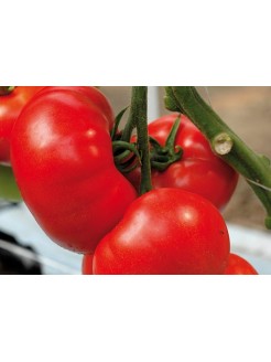 Ēdamais tomāts 'Buran' H, 50 sēklas
