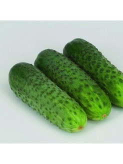 Cucumber 'Karaoke' H, 100 seeds