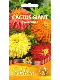 Common zinnia 'Cactus Giant', Mix, 1 g
