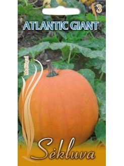 Gartenkürbis 'Atlantic Giant' 50  g