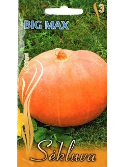 Citrouille 'Big Max', 7 graines