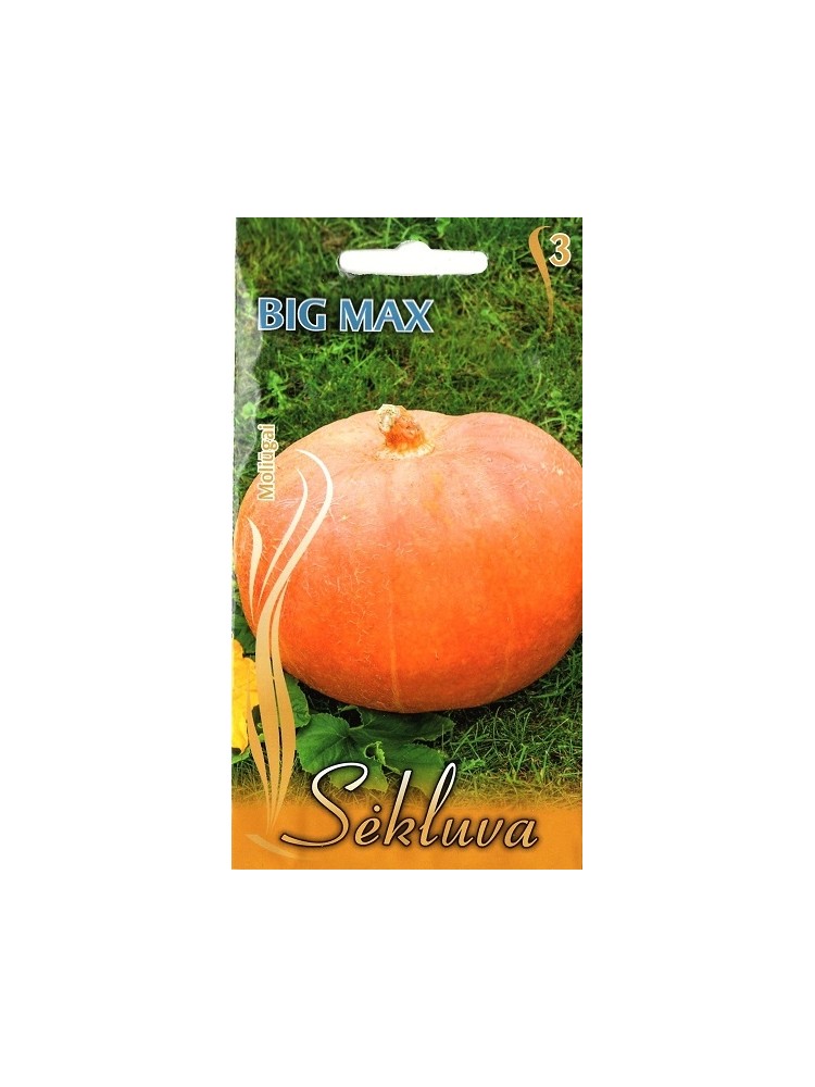 Citrouille 'Big Max', 7 graines
