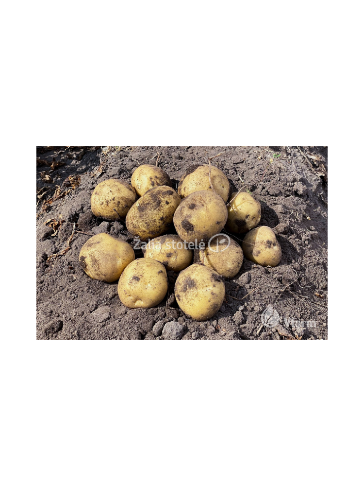 Bulvės sėklinės 'Karelia' 5 kg