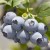 Northern highbush blueberry 'Hannah's Choice' 1 vnt