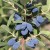 Chèvrefeuille bleu 'Honeybee', 1 plante