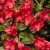 Rhododendren 'Scarlet Wonder' 1 Stck.