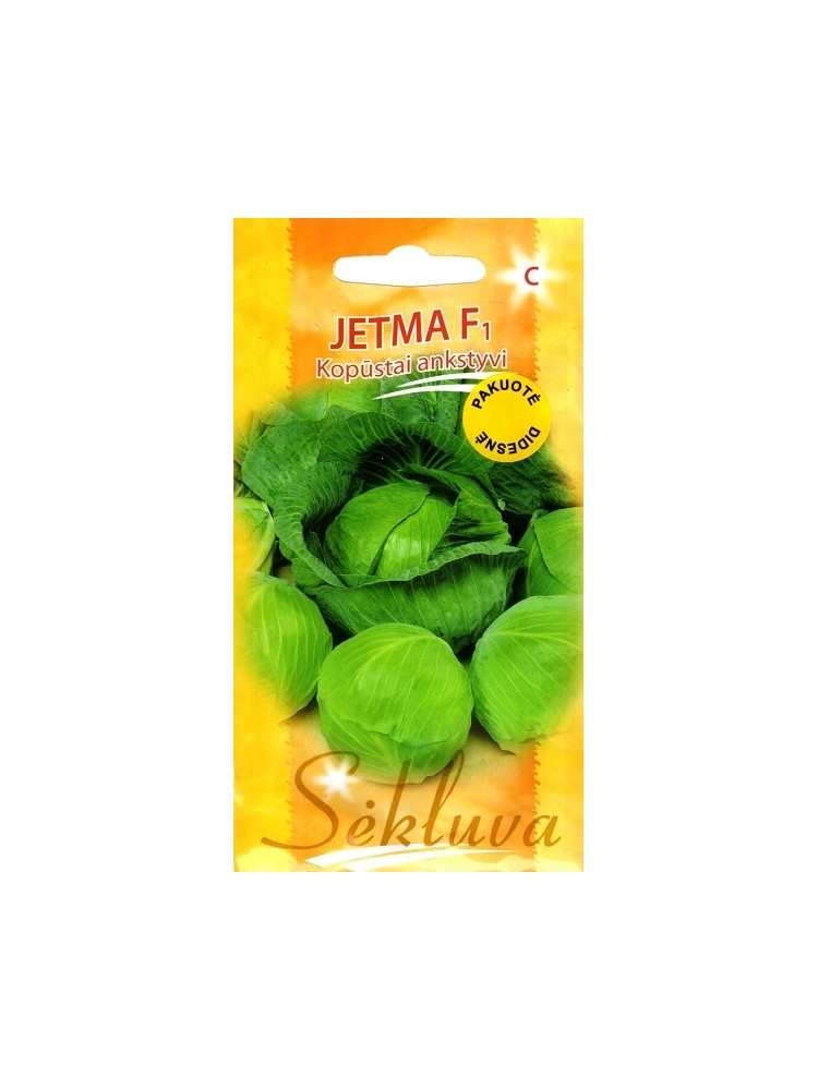 Chou cabus blanc 'Jetma' H, 500 graines