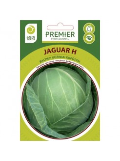 White cabbage 'Jaguar H' , 45 seeds