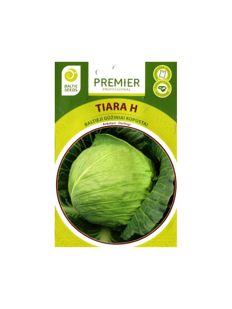 Chou cabus blanc 'Tiara H' , 30 semences