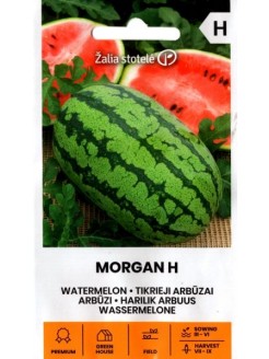 Watermelon 'Morgan' H, 5 seeds