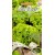 Laitue cultivée 'Lollo Bionda' 4 m