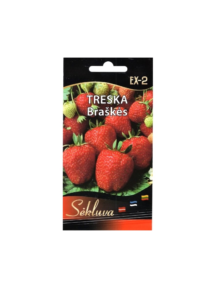 Garden strawberry 'Treska' 50 seeds