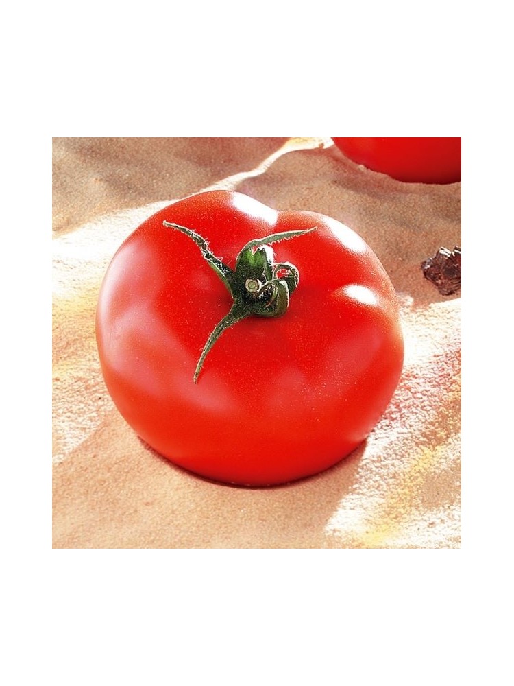 Harilik tomat 'Brooklyn' H,  100 seemet