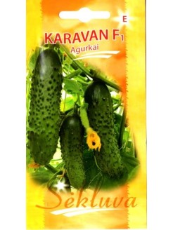 Огурец посевной 'Karavan' H, 25 семян