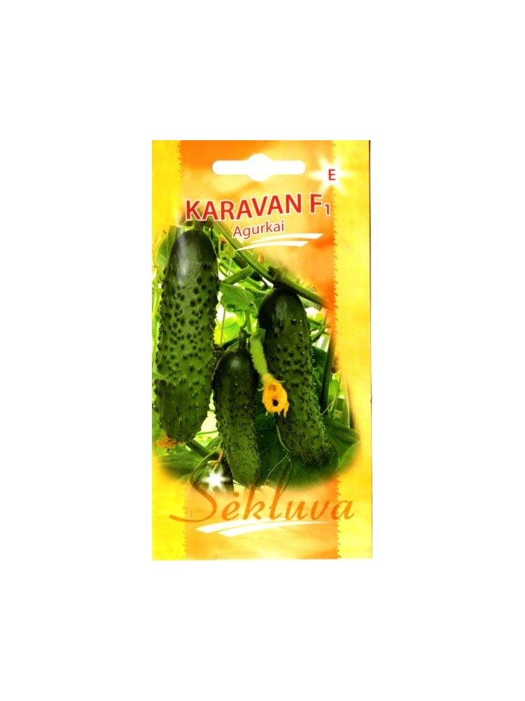 Pickling cucumber 'Karavan' H, 25 seeds