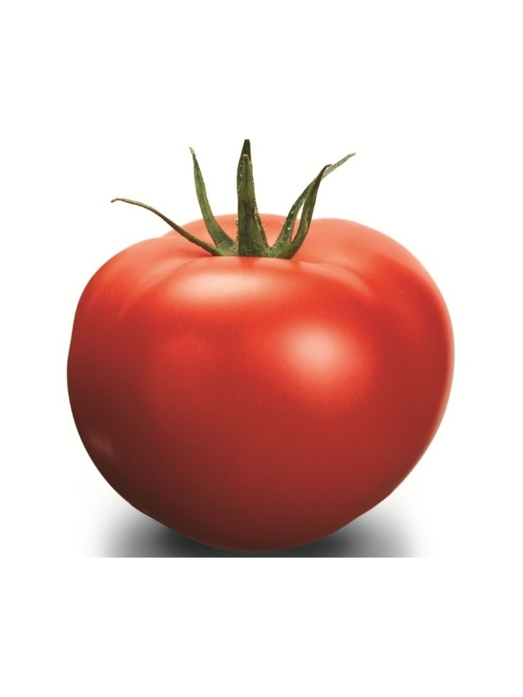 Tomate 'Delfine' H, 100 graines