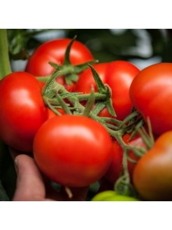 Harilik tomat 'Raissa' H,  100 seemet