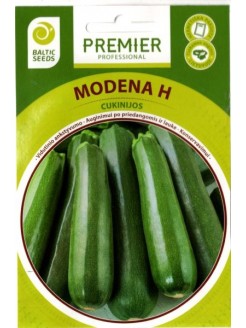 Zucchini 'Modena' H, 5 seeds