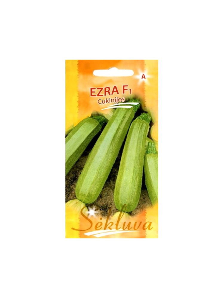 Courgette 'Ezra' H, 6 graines