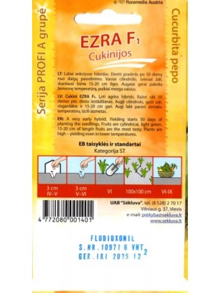 Courgette 'Ezra' H, 6 graines