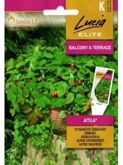 Strawberry 'Attila' 0,1 g